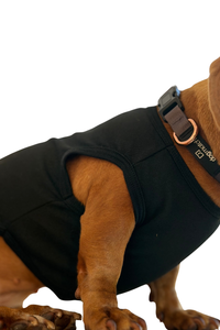 Regata Ibiza – dogmatch PET