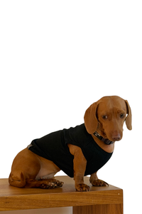 Regata Ibiza – dogmatch PET