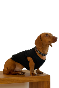 Regata Ibiza – dogmatch PET