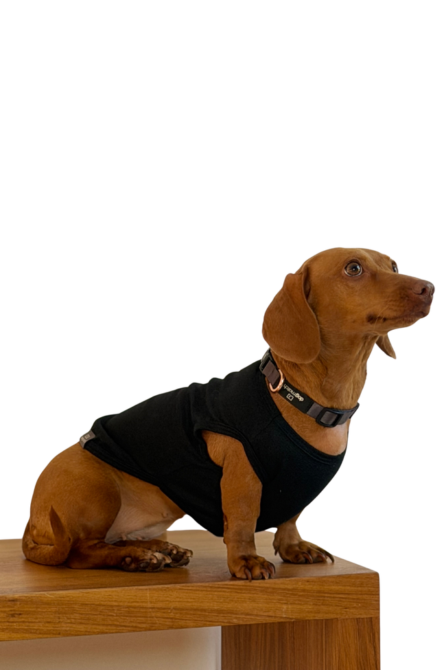Regata Ibiza – dogmatch PET