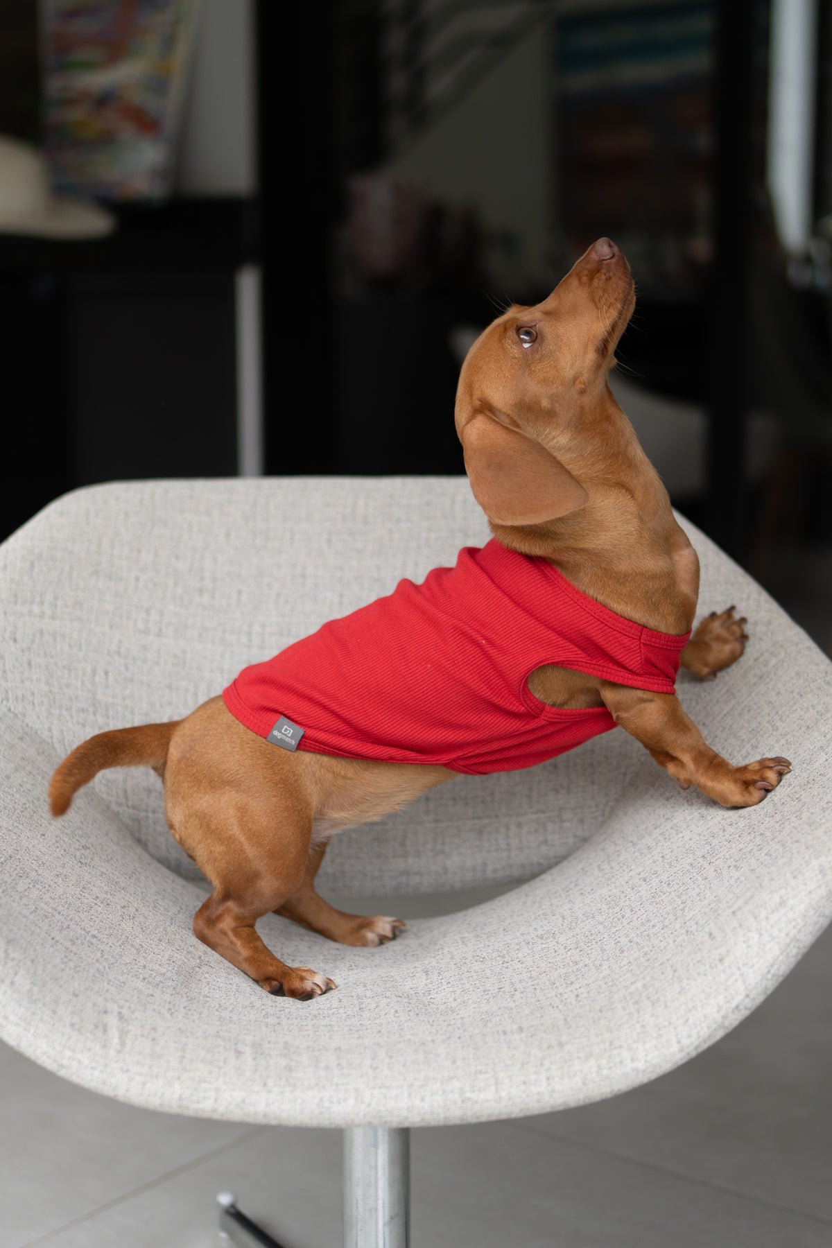 Regata Ibiza – dogmatch PET