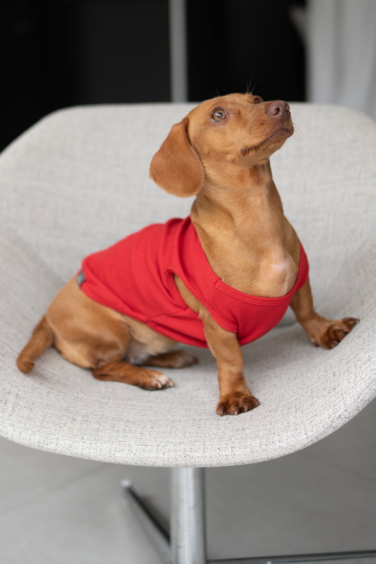 Regata Ibiza – dogmatch PET