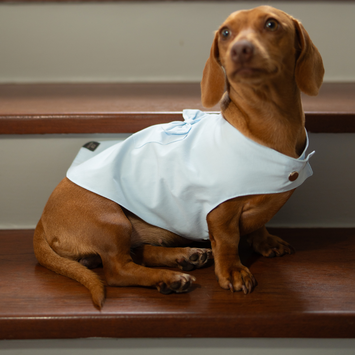 Blusa Capa Look Côte d’Azur Laço e Bolso – dogmatch PET